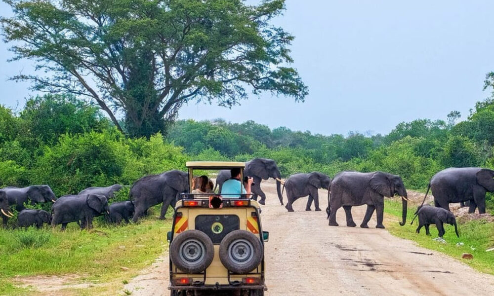 Yala Safari